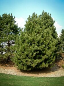 Сосна Чёрная (Pinus Nigra) купить по цене от 270.00р. в интернет-магазине «Посадика» с доставкой почтой в в Пятигорске и по всей России – [изображение №1].