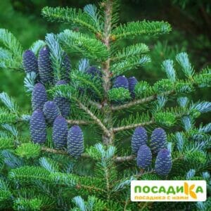 Пихта корейская (Abies koreana) купить по цене от 450.00р. в интернет-магазине «Посадика» с доставкой почтой в в Пятигорске и по всей России – [изображение №1].