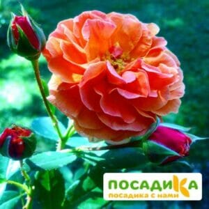 Роза Арабия купить по цене от 350.00р. в интернет-магазине «Посадика» с доставкой почтой в в Пятигорске и по всей России – [изображение №1].