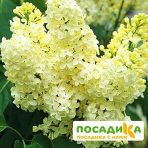 Сирень Примроуз (Primrose) купить по цене от 529.00р. в интернет-магазине «Посадика» с доставкой почтой в в Пятигорске и по всей России – [изображение №1].