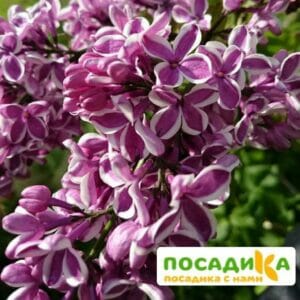 Сирень Сенсация купить по цене от 529.00р. в интернет-магазине «Посадика» с доставкой почтой в в Пятигорске и по всей России – [изображение №1].