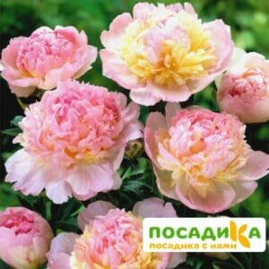 Пион Распберри Сандей (Paeonia Raspberry Sundae) купить по цене от 959р. в интернет-магазине «Посадика» с доставкой почтой в в Пятигорске и по всей России – [изображение №1].