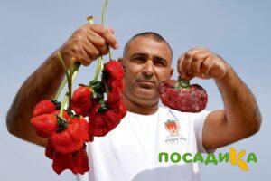 Клубника Гигант Джорнея купить по цене от 266р. в интернет-магазине «Посадика» с доставкой почтой в в Пятигорске и по всей России – [изображение №1].