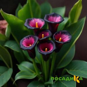 Калла Аура Лейс купить по цене от 400р. в интернет-магазине «Посадика» с доставкой почтой в в Пятигорске и по всей России – [изображение №1].