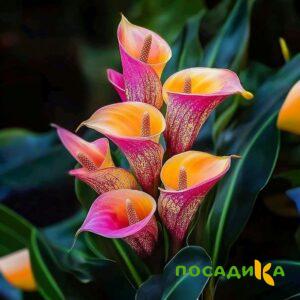 Калла Оникс купить по цене от 450р. в интернет-магазине «Посадика» с доставкой почтой в в Пятигорске и по всей России – [изображение №1].