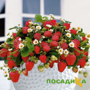 Клубника Рубиновый Шепот (горшечная) купить по цене от 240р. в интернет-магазине «Посадика» с доставкой почтой в в Пятигорске и по всей России – [изображение №1].