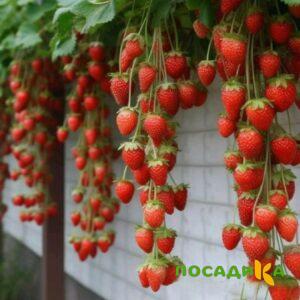 Клубника вьющаяся Комплимент купить по цене от 470р. в интернет-магазине «Посадика» с доставкой почтой в в Пятигорске и по всей России – [изображение №1].