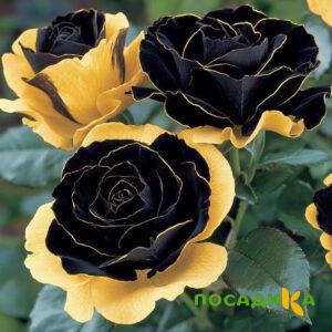 Роза Ханни Сикл купить по цене от 700р. в интернет-магазине «Посадика» с доставкой почтой в в Пятигорске и по всей России – [изображение №1].