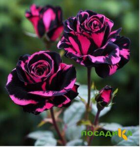 Роза Багровый Шепот купить по цене от 366р. в интернет-магазине «Посадика» с доставкой почтой в в Пятигорске и по всей России – [изображение №1].