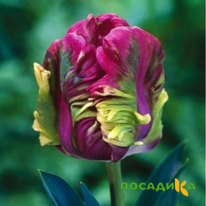 Тюльпан Экзотик Хэвен купить по цене от 186р. в интернет-магазине «Посадика» с доставкой почтой в в Пятигорске и по всей России – [изображение №1].
