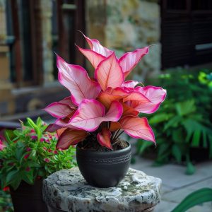 Хоста Розовая Симфония купить по цене от 800р. в интернет-магазине «Посадика» с доставкой почтой в в Пятигорске и по всей России – [изображение №1].