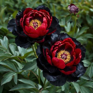 Пион Эбеновый Рубин купить по цене от 419р. в интернет-магазине «Посадика» с доставкой почтой в в Пятигорске и по всей России – [изображение №1].