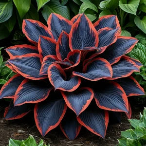 Хоста Солнечный Агат купить по цене от 440р. в интернет-магазине «Посадика» с доставкой почтой в в Пятигорске и по всей России – [изображение №1].