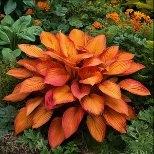 Хоста Солнечный Нектар купить по цене от 605р. в интернет-магазине «Посадика» с доставкой почтой в в Пятигорске и по всей России – [изображение №1].